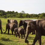 Sri Lanka, época de lluvias