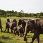 Mi viaje a Sri Lanka